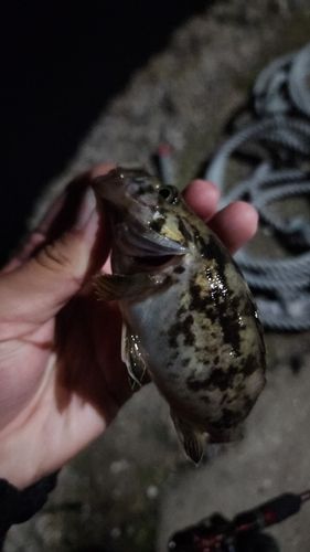 ソイの釣果