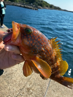 アコウの釣果