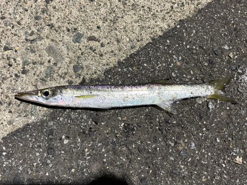 カマスの釣果