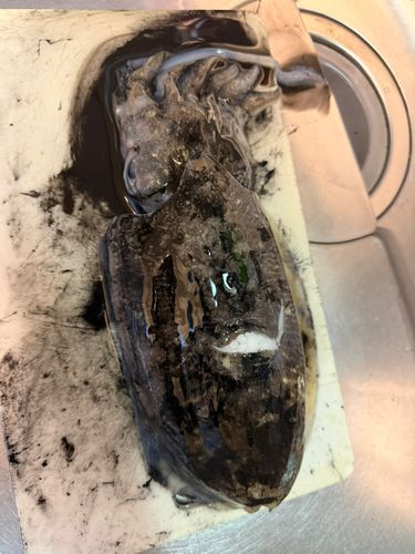 コウイカの釣果