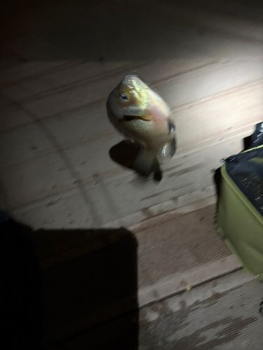 ブルーギルの釣果