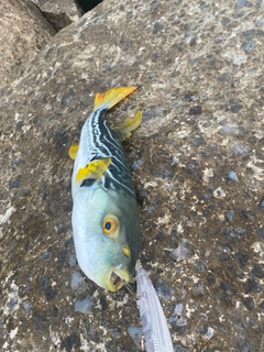 シマフグの釣果