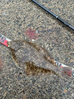 カレイの釣果