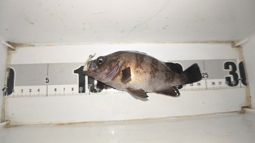 メバルの釣果