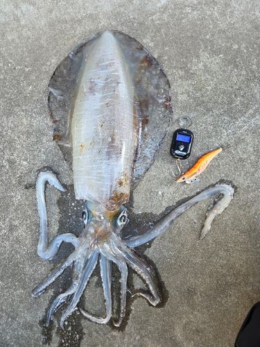 アオリイカの釣果