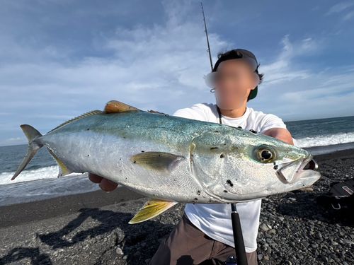 イナダの釣果