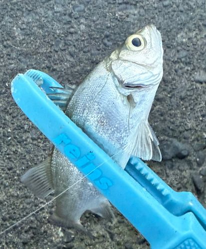 セイゴ（ヒラスズキ）の釣果