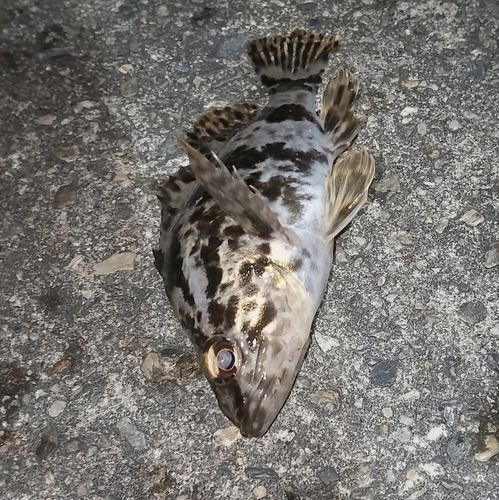 タケノコメバルの釣果