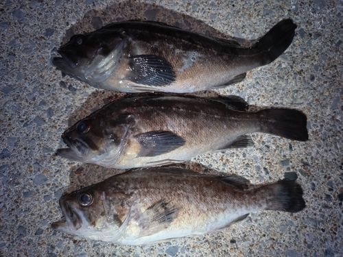 ソイの釣果