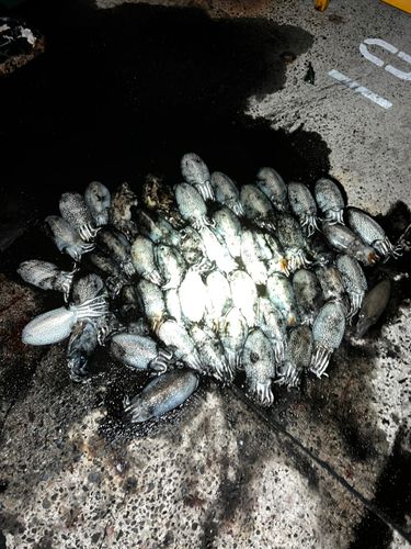 コウイカの釣果