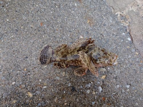 イヌカサゴの釣果