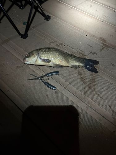 ヘラブナの釣果