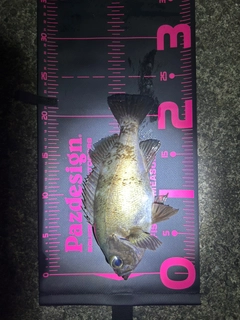メバルの釣果