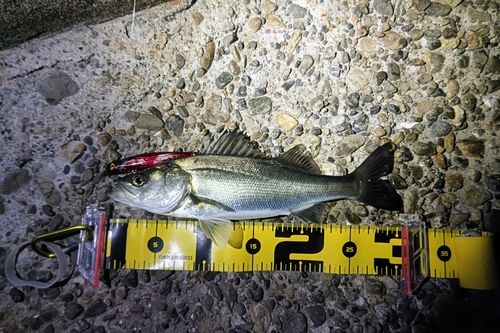 セイゴ（マルスズキ）の釣果