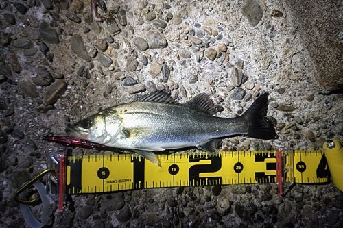 セイゴ（マルスズキ）の釣果