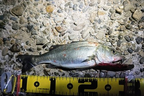 セイゴ（マルスズキ）の釣果
