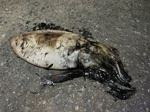 コウイカの釣果