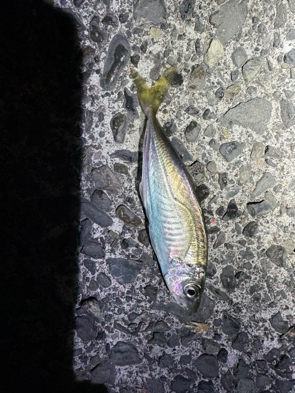 鯵道5G S582L Major Craft（メジャークラフト） 鯵道 5G AD5-S582L/AJI 大型便A 爆買