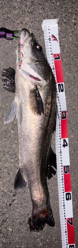 シーバスの釣果