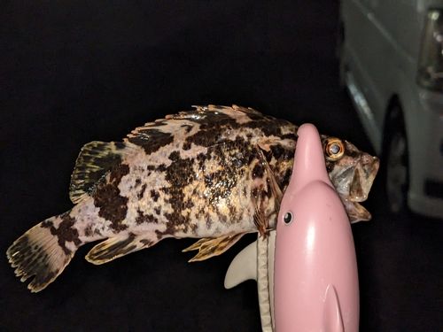 タケノコメバルの釣果