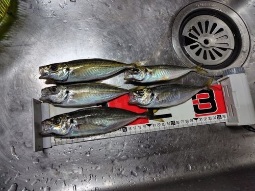マアジの釣果