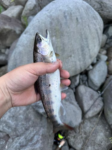 ヤマメの釣果