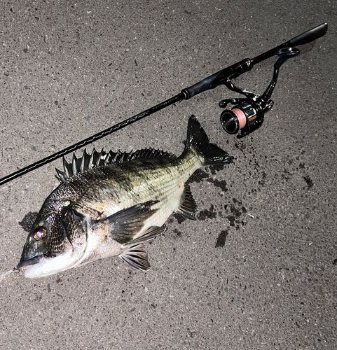 クロダイの釣果