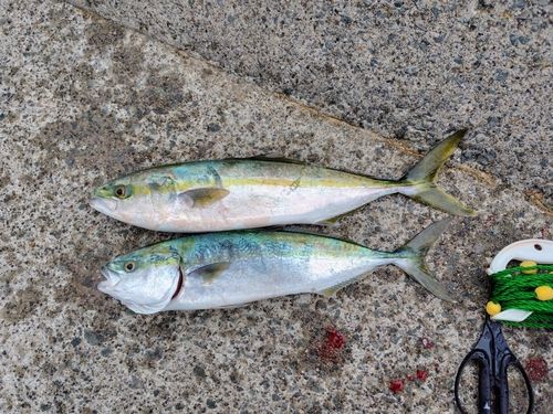 イナダの釣果