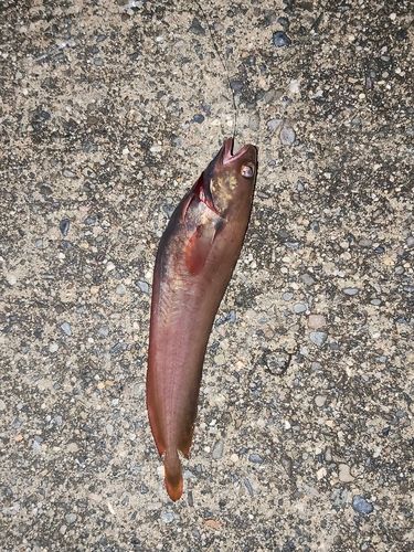 ドンコの釣果