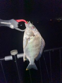 キビレの釣果