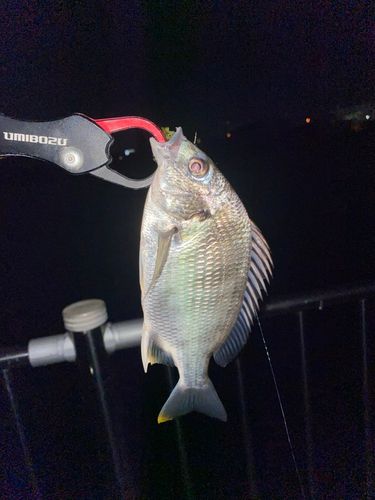キビレの釣果