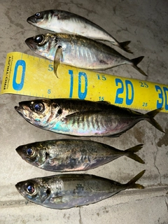 マアジの釣果