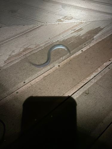 ウナギの釣果