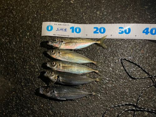 アジの釣果