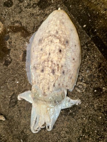 コウイカの釣果
