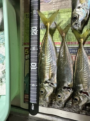 アジの釣果