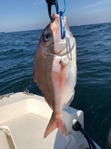 マダイの釣果