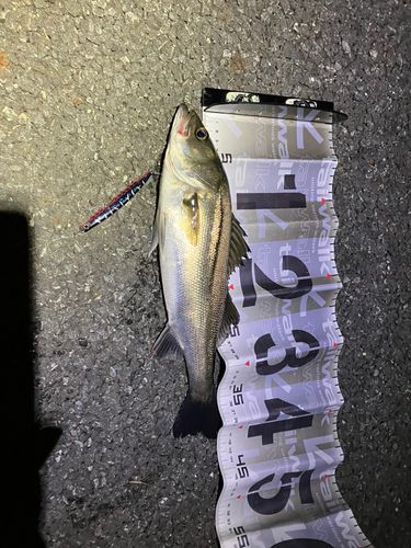 スズキの釣果