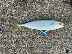 ワカシの釣果