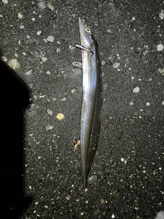 タチウオの釣果