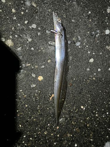 タチウオの釣果