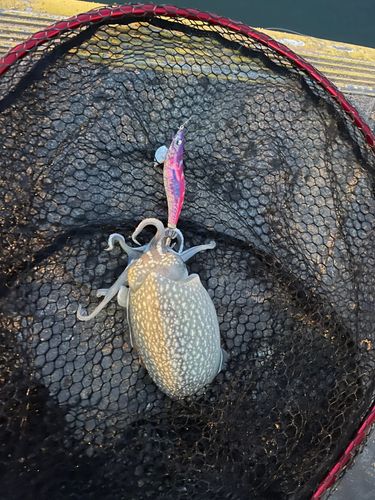 シリヤケイカの釣果