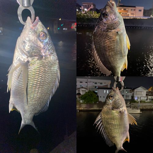 キビレの釣果