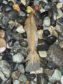 アカイカの釣果