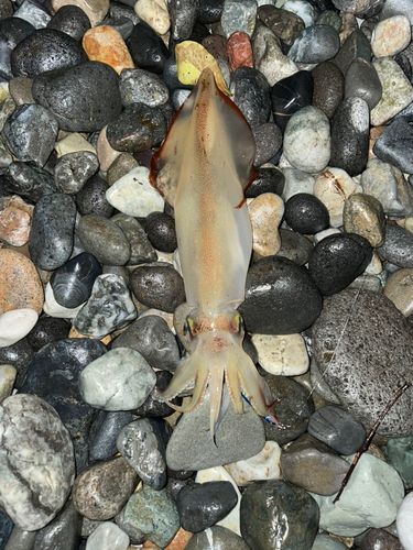 アカイカの釣果