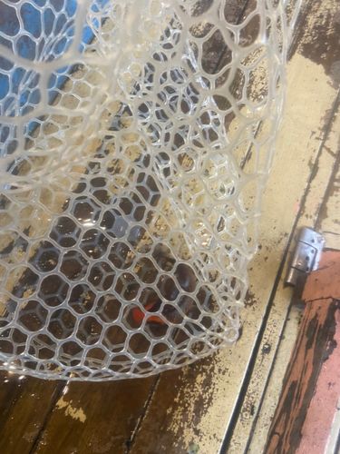キンギョの釣果