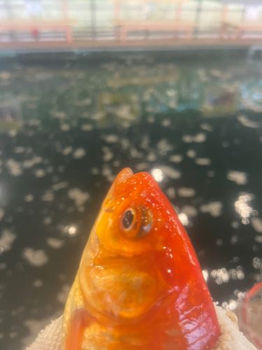 キンギョの釣果