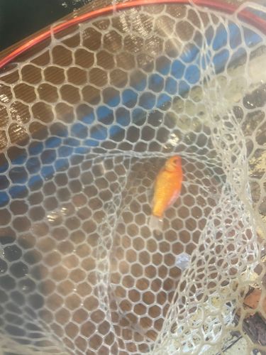 キンギョの釣果