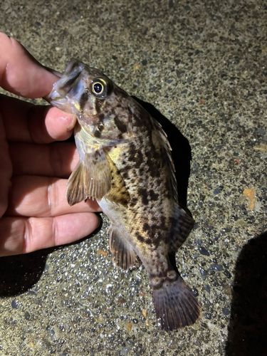 ソイの釣果