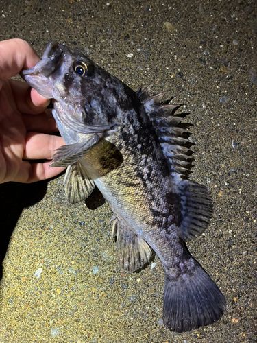 ソイの釣果